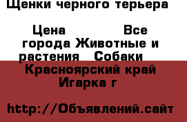 Щенки черного терьера › Цена ­ 35 000 - Все города Животные и растения » Собаки   . Красноярский край,Игарка г.